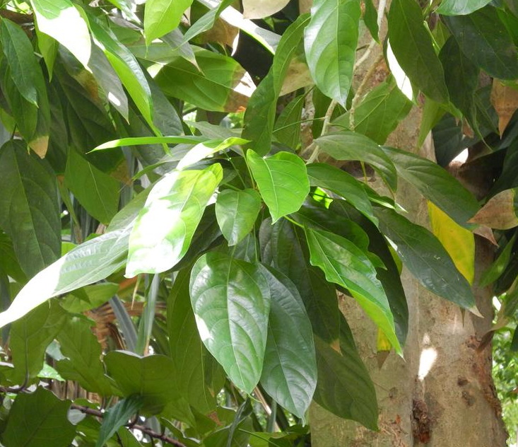 Scaphium affine seeds(Sterculia lychnophora)
