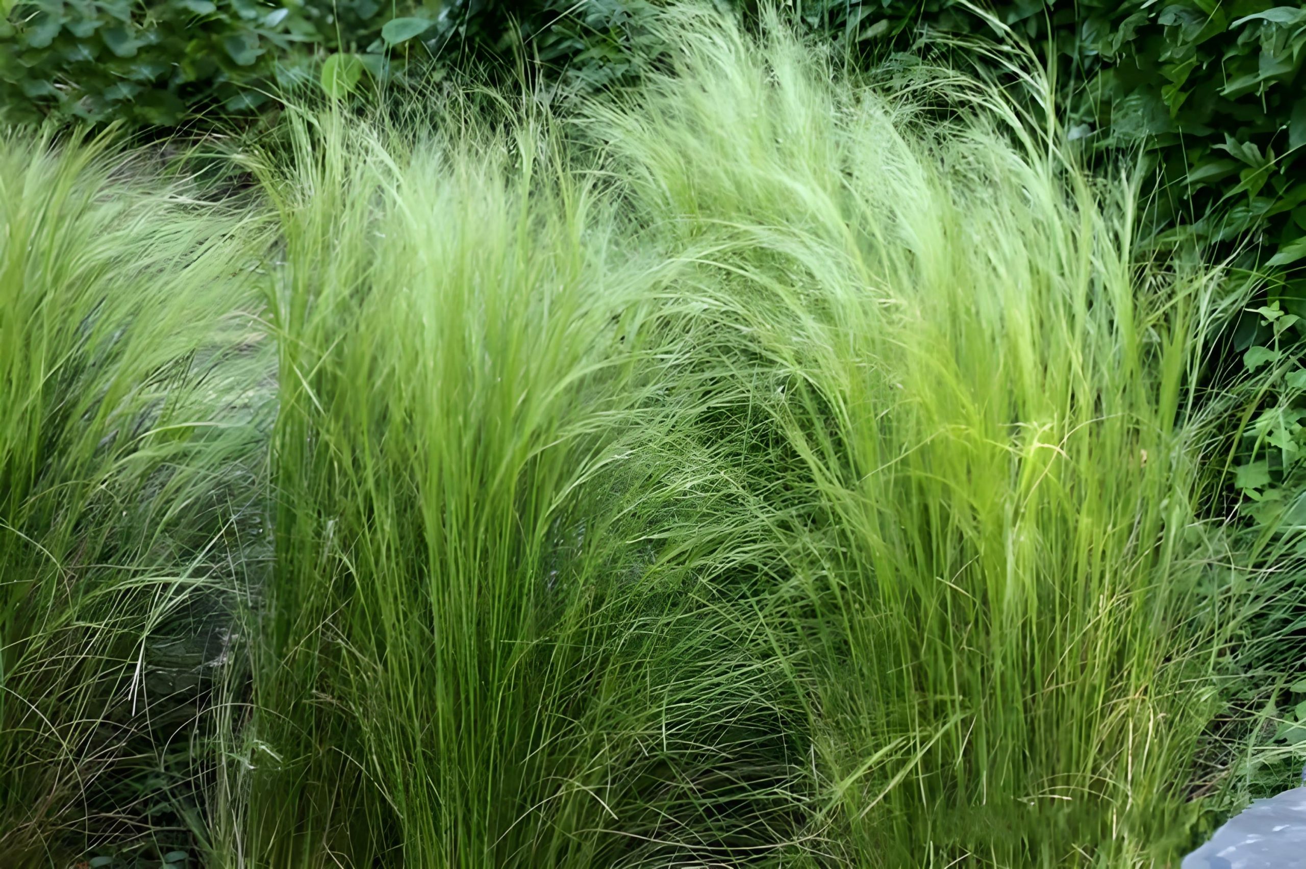 Stipagrostis pungens seed