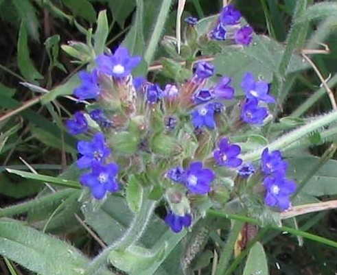 Anchusa officinalis seed Alkanet | BELL Garden Company,Wholesale Plant ...