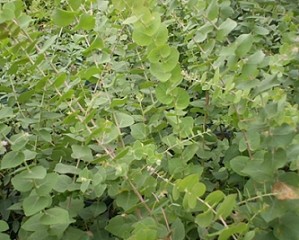 Eucalyptus bridgesiana Seeds | Apple Gum