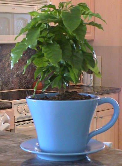 Coffea arabica Seeds | Coffee Aromatic