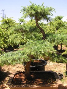 Atlas Cedar seeds (Cedrus atlantica)