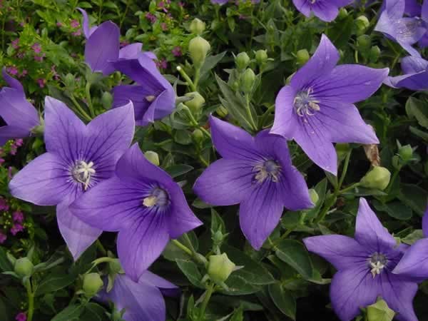Platycodon grandiflorus Seeds | Balloon Flower