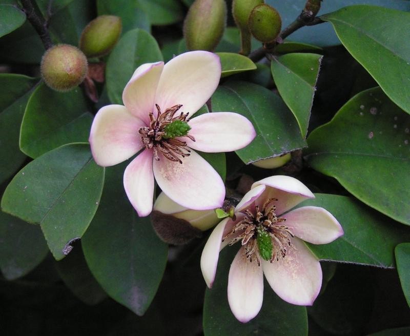 Banana Shrub seeds (Michelia figo) Banana Shrub seeds (Michelia figo)