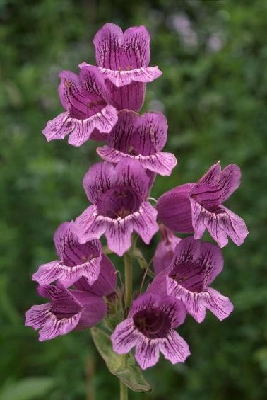 Penstemon barbatus Seeds | Beardtongue