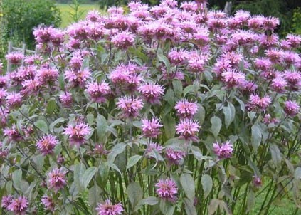 Bergamot seeds (Monarda didyma)