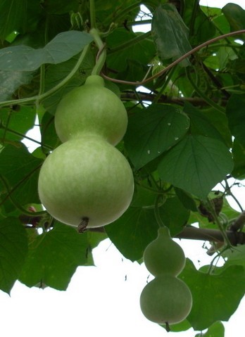 Lagenaria siceraria Seeds | Big Fruit Gourd