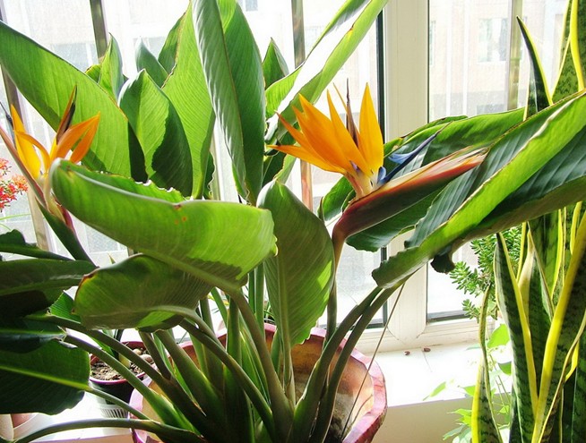 Strelitzia reginae Seeds | Bird of Paradise