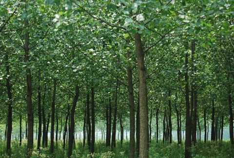 Black Alder seeds (Alnus glutinosa)