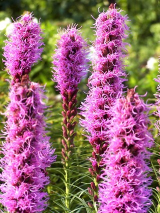 Liatris spicata Seeds | Blazing Star / Gayfeather