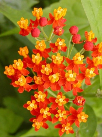 Asclepias curassavica Seeds | Bloodflower