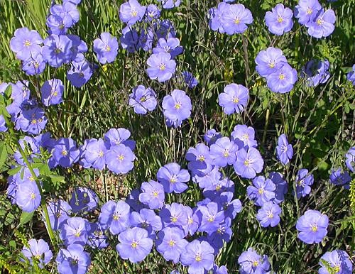 Linum perenne Seeds | Blue Flax
