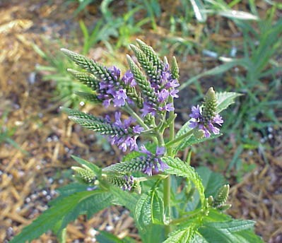 Verbena hastata Seeds | Blue Vervain
