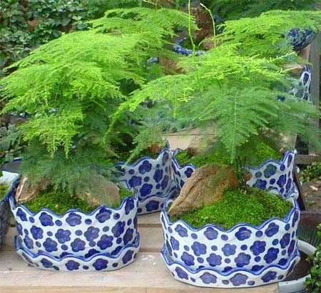 Asparagus setaceus Seeds | Bonsai Plumosus Fern