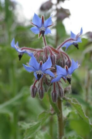 Borage seeds (Borago officinalis) Borage seeds (Borago officinalis)