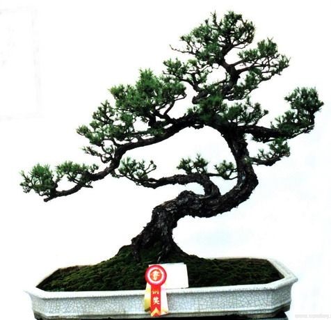 Bristlecone Pine seeds (Pinus aristata) Bristlecone Pine seeds (Pinus aristata)