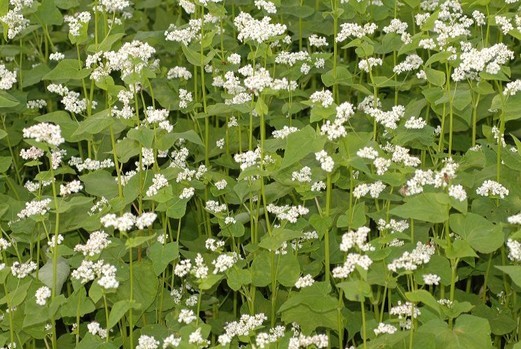 Fagopyrum esculentum Seeds | Buckwheat