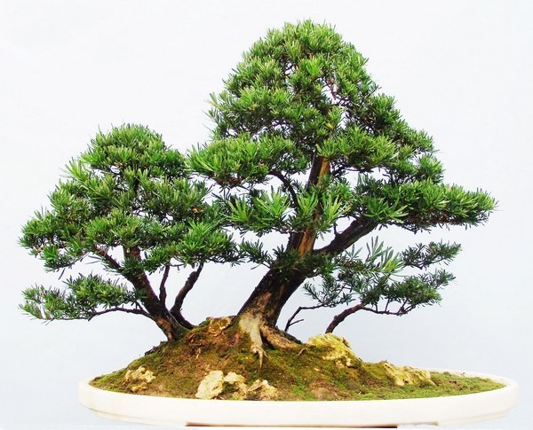 Buddhist Pine seeds (Podocarpus macrophyllus)