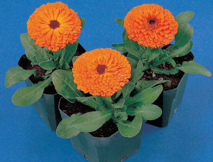 Calendula officinalis 'Calypso Series' Seeds | Calypso Calendula