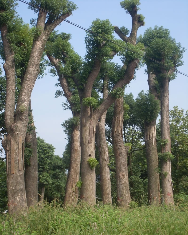 Camphor Tree seeds (Cinnamomum camphora)