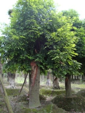 Camphor Tree seeds (Cinnamomum camphora)