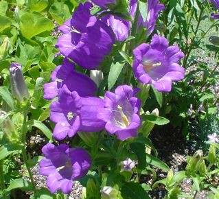 Campanula medium Seeds | Canterbury Bells