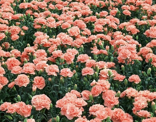Dianthus caryophyllus Seeds | Carnation