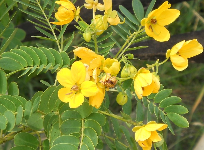 Cassia surattensis seed | BELL Garden Company,Wholesale Plant seeds ...