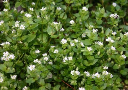 Stellaria media Seeds | Chickweed