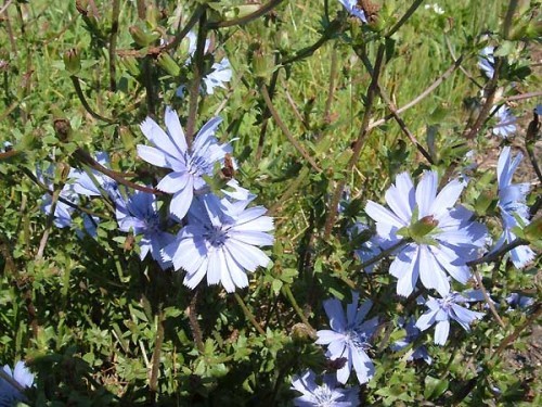 Cichorium intybus Seeds | Chicory