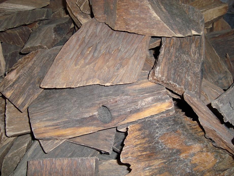 Aquilaria sinensis Seeds | Chinese Eaglewood Chen Xiang