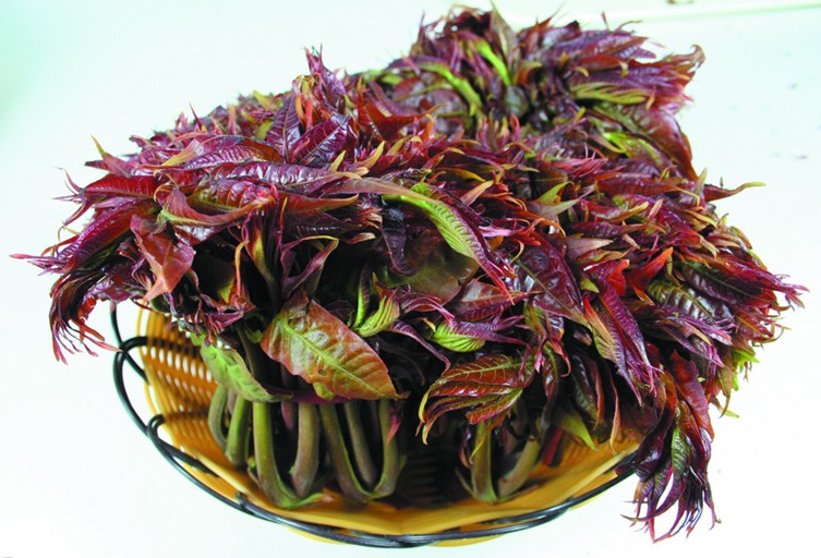 Chinese Mahogany seeds (Toona sinensis) Chinese Mahogany seeds (Toona sinensis)