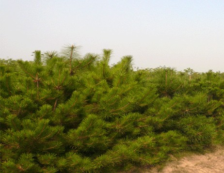 Chinese Red Pine seeds (Pinus tabulaeformis)