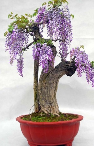 Chinese Wisteria seeds (Wisteria sinensis)