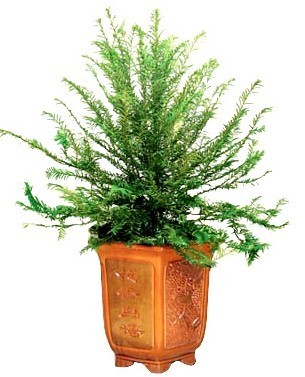 Taxus chinensis Seeds | Chinese Yew