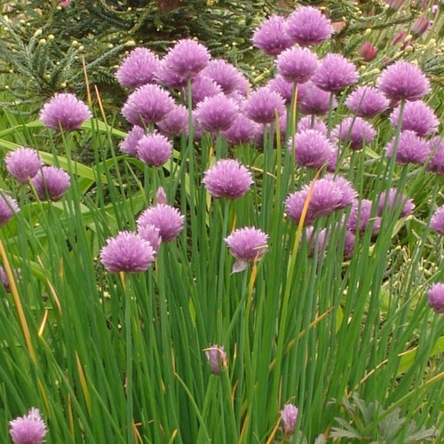 Allium schoenoprasum Seeds | Chives