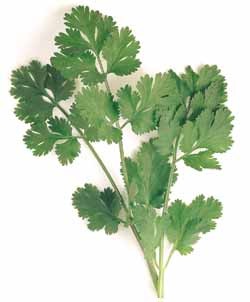 Coriandrum sativum Seeds | Santo Cilantro