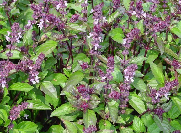 Cinnamon Basil seeds (Ocimum basilicum) Cinnamon Basil seeds (Ocimum basilicum)