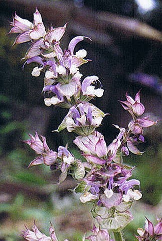 Salvia sclarea Seeds | Clary Sage