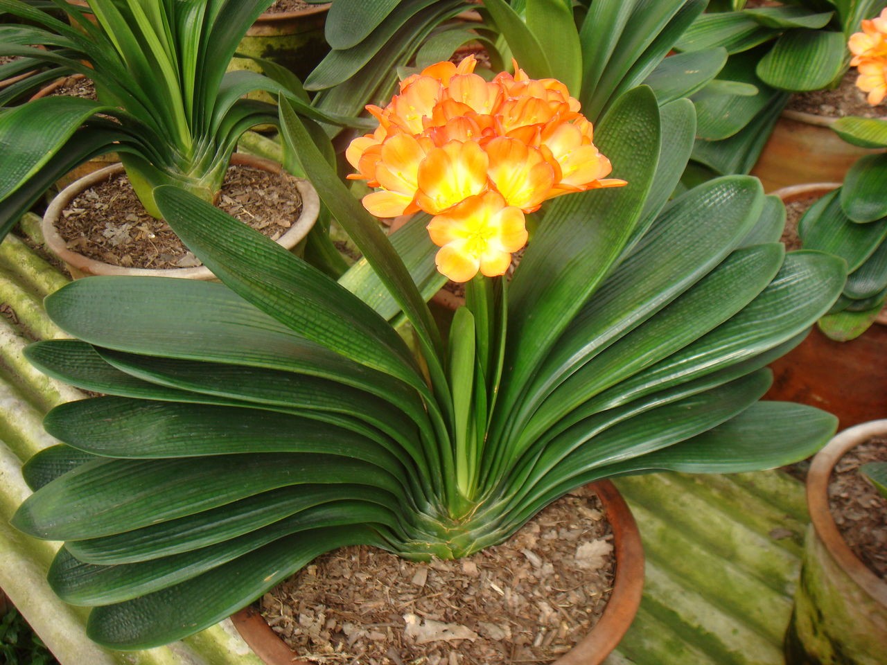 Clivia miniata Seeds | Clivia