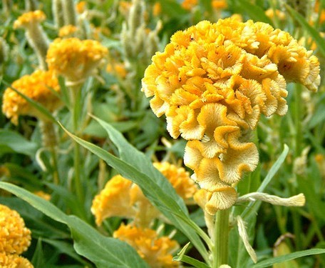 Celosia cristata Seeds | Cockscomb