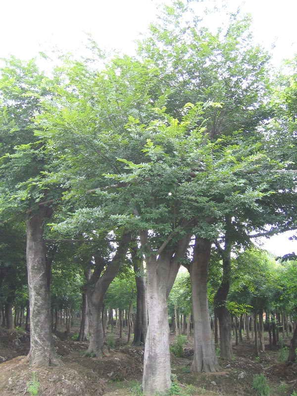 Common Hackberry seeds (Celtis occidentalis) Common Hackberry seeds (Celtis occidentalis)