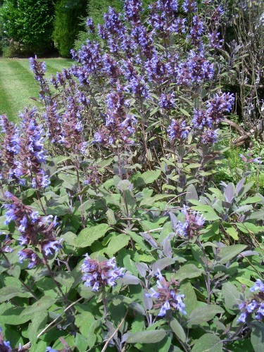 Salvia officinalis Seeds | English Sage