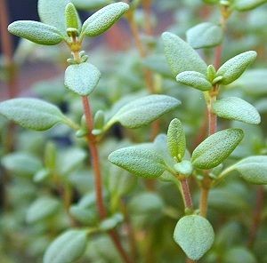 Thymus vulgaris Seeds | English Thyme