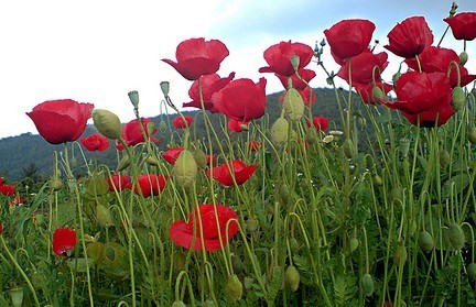 Papaver rhoeas Seeds | Corn Poppy