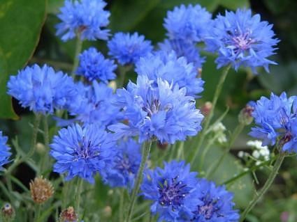 Centaurea cyanus Seeds | Cornflower
