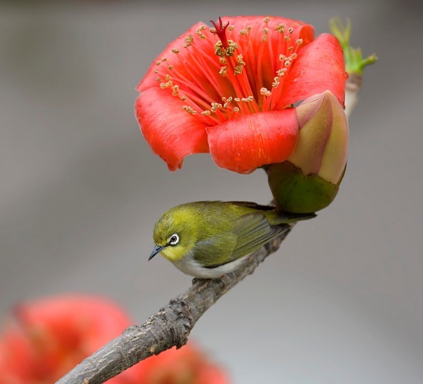 Cotton Tree seeds (Bombax ceiba)
