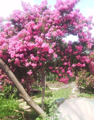 Crape Myrtle seeds (Lagerstroemia indica)