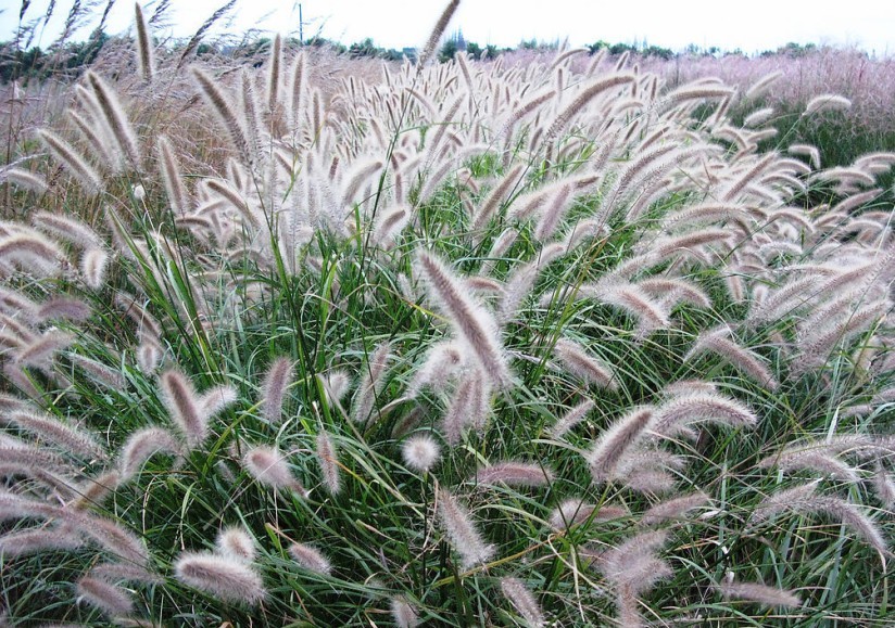 Cenchrus setaceus Seeds | Crimson Fountaingrass