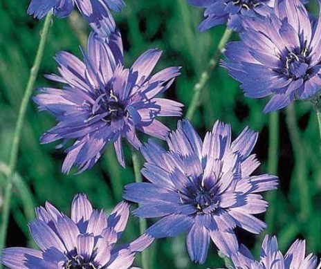 Catananche caerulea seed